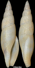Paraclathurella species