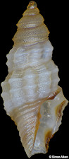 Nannodiella acricula (Hedley, 1922)