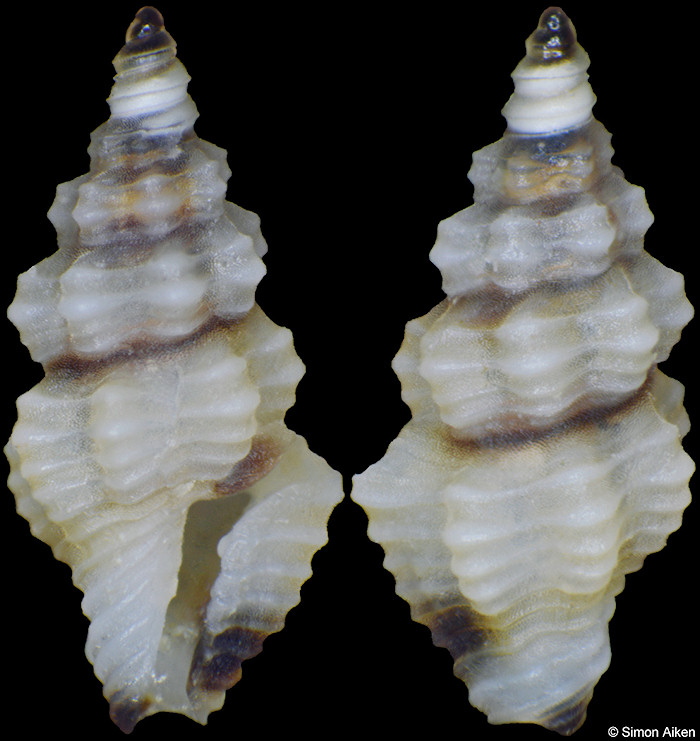 Lienardia species B
