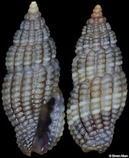 Lienardia cf. rubicunda (Gould, 1860)