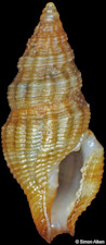 Clathurella species