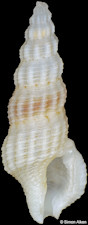 Etrema aliciae (Melvill and Standen, 1895)