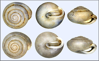 Euchemotrema fraternum (Say, 1821) Upland Pillsnail