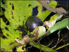 Pomacea paludosa (Say, 1829) Florida Applesnail