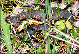 Florida Banded Water Snake [Nerodia fasciata pictiventris]