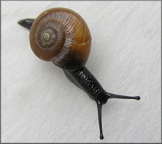 Mesomphix perlaevis (Pilsbry, 1900) Smooth Button