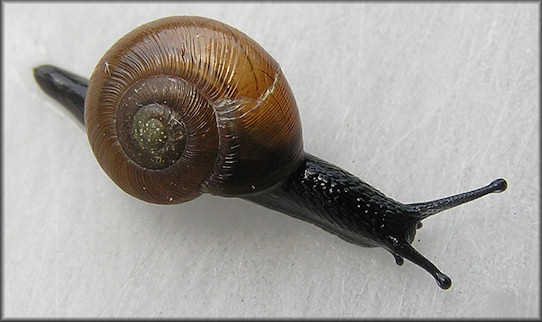 Mesomphix perlaevis (Pilsbry, 1900) Smooth Button