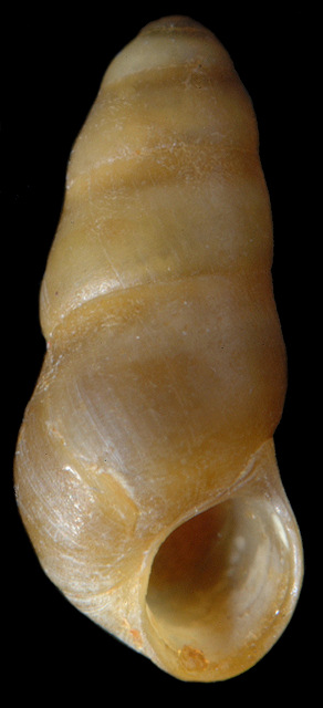 Halistylus columna (Dall, 1890)