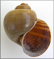 Pomacea cf. canaliculata (Lamarck, 1822) Uruguay