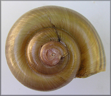 Pomacea cf. canaliculata (Lamarck, 1822) Uruguay