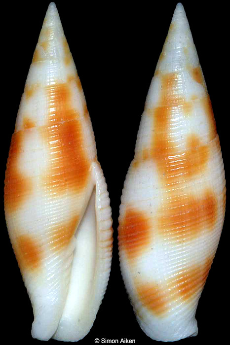 Nebularia ustulata (Reeve, 1844)