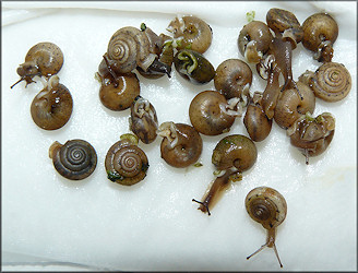 Pictured Below is a selection of live Daedalochila uvulifera collected adjacent to St. Marks Pond Boulevard (about 9-10 mm.) 