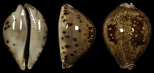 Leporicypraea valentia (G. Perry, 1811) Prince Cowrie