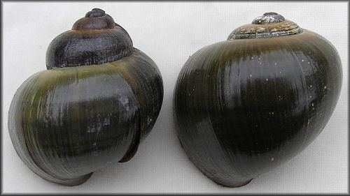 Pomacea paludosa Shell Variation
