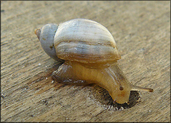Succinea campestris Say, 1818 Crinkled Ambersnail 