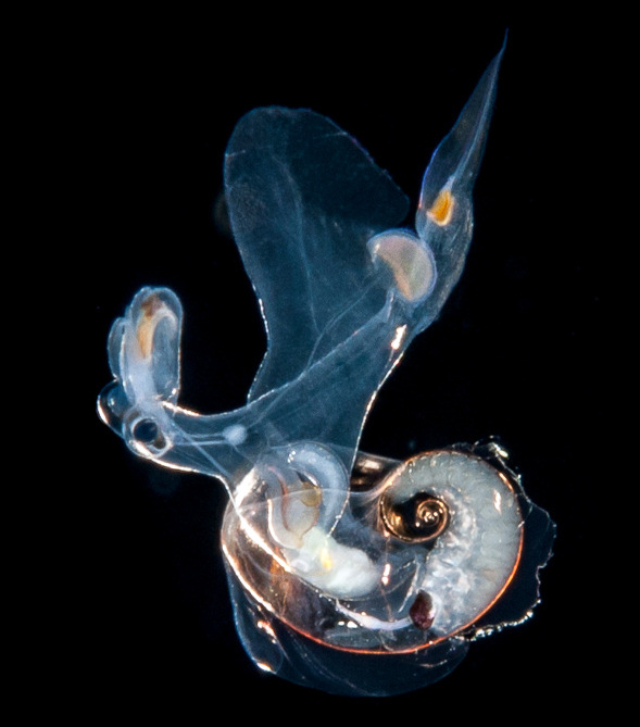 Atlanta species