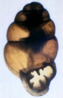 Vertigo cf. oralis Sterki, 1898 (1.95 mm.)