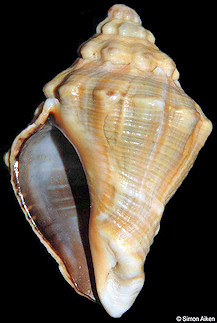 Sinistral Volegalea myristica (Rding, 1798)