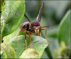 Paper Wasp Polistes metricus