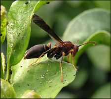 Paper Wasp [Probably Polistes fuscatus]