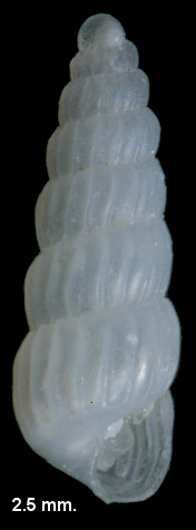 Turbonilla (Chemnitzia) species 679 of Redfern (2013) 