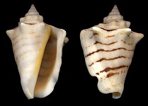 Conomurex fasciatus (Born, 1778)