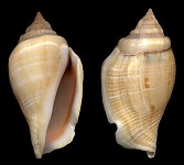 Gibberulus gibberulus albus (Mørch, 1850)