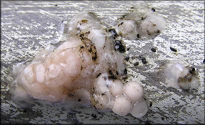 Non-viable Pomacea diffusai eggs
