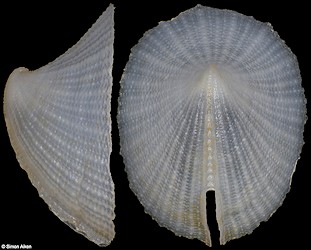 Emarginula macclurgi Kilburn, 1978