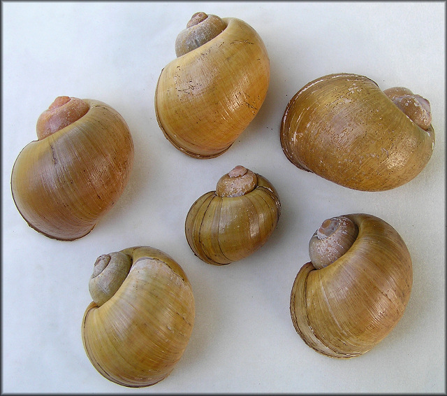 Pomacea maculata Perry, 1810 Yellow Coloration