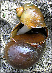 Pomacea canaliculata (Lamarck, 1822) Mating Pair