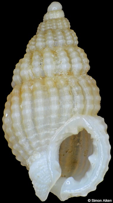 Reticunassa zanzibarensis (Kool and Dekker, 2007)