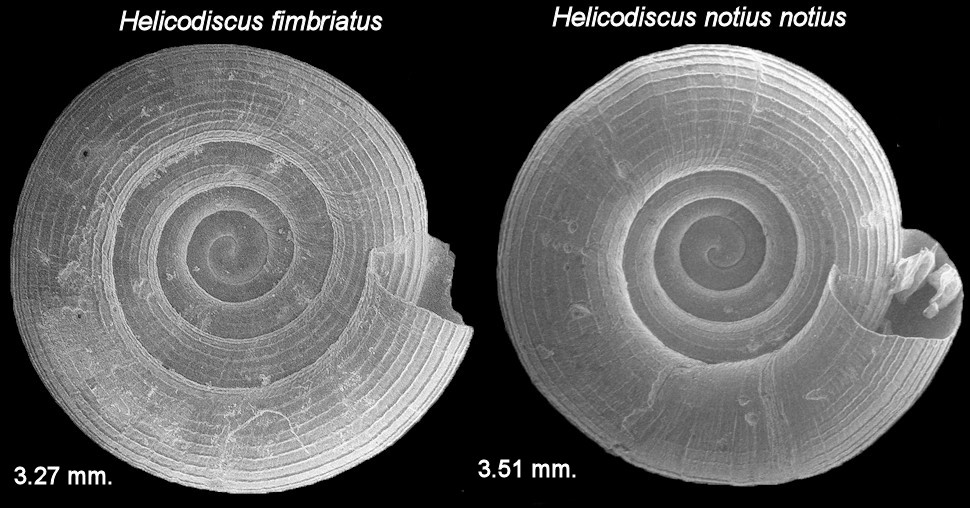 Helicodiscus paralellus and Helicodiscus notius notius