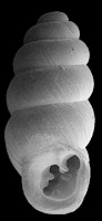 Gastrocopta procera (Gould, 1840) Wing Snaggletooth